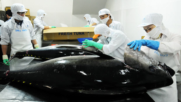  Xuất khẩu cá ngừ tăng tốc